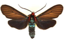 Image of Ctenucha multifaria Walker 1854