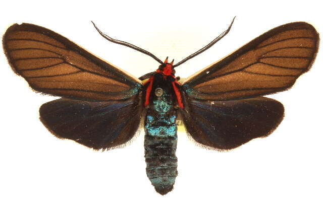 Image of Ctenucha multifaria Walker 1854