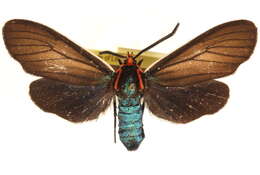 Image of Ctenucha multifaria Walker 1854