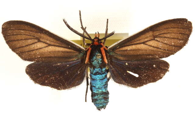 Image of Ctenucha multifaria Walker 1854