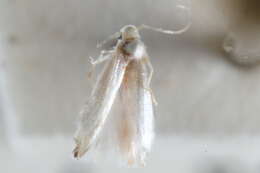 Image of Leucoptera