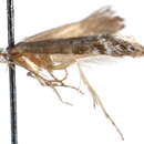 Image of Argyresthia affinis Braun 1940