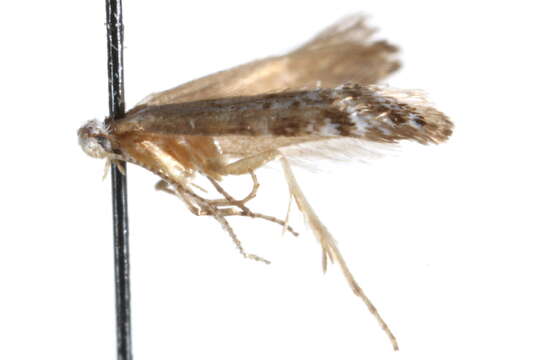 Image of Argyresthia affinis Braun 1940