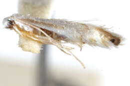 Image de Argyresthia apicimaculella Chambers 1874