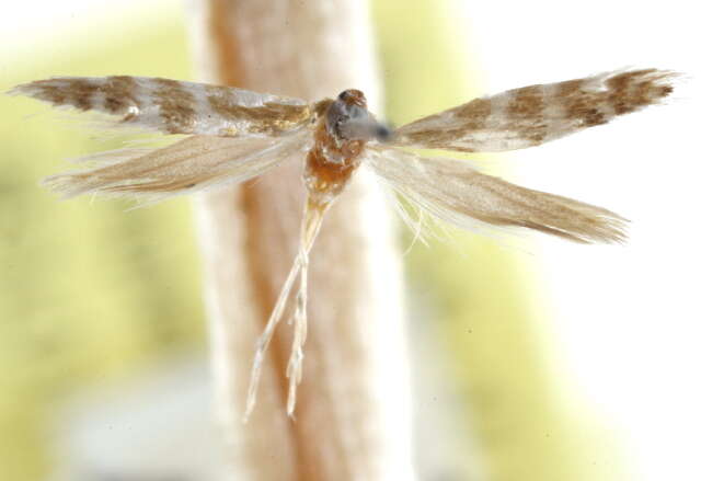 Image de Argyresthia apicimaculella Chambers 1874