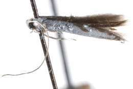 Image de Argyresthia apicimaculella Chambers 1874