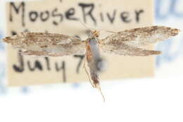 Image of Argyresthia belangerella Chambers 1875