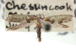 Image of Argyresthia chalcochrysa Meyrick 1918