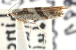 Image of Argyresthia chalcochrysa Meyrick 1918