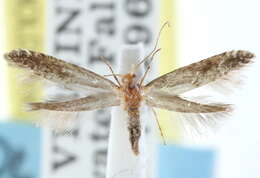 Image of Argyresthia furcatella Busck 1917