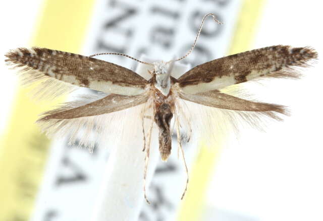 Image of Argyresthia furcatella Busck 1917