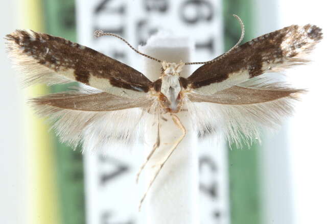 Image of Argyresthia furcatella Busck 1917