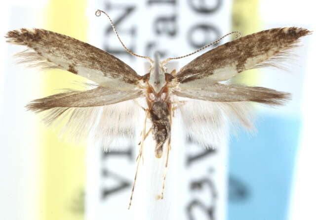 Image of Argyresthia furcatella Busck 1917