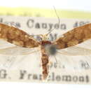 Imagem de Argyresthia libocedrella Busck 1917