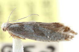 Image of Argyresthia media Braun 1914