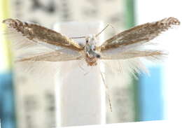 Image of Speckled Argyresthia