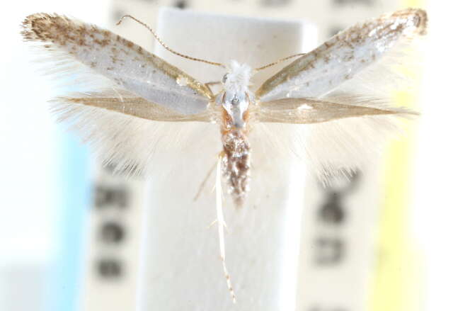 Image of Speckled Argyresthia