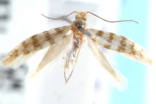 Image de <i>Argyresthia trifasciae</i>