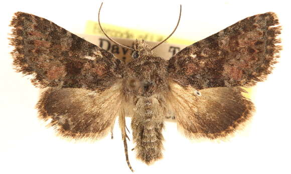 Image of Pseudanarta daemonalis Franclemont 1941