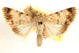 Image of <i>Sympistis linda</i>