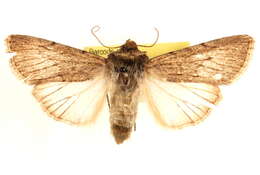 Image of Sympistis fortis Butler 1880