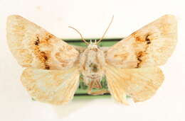 Image of Schinia arefacta Edwards & H. 1885