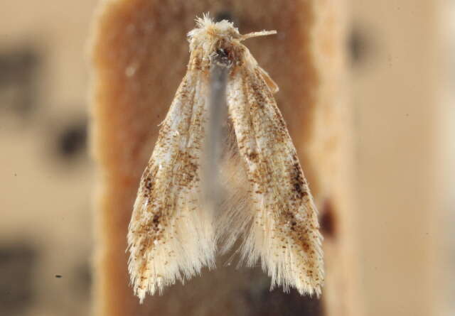 Image of Argyresthia undulatella Chambers 1874