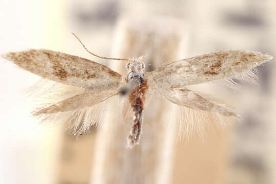 Image of Argyresthia undulatella Chambers 1874