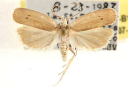 Image of Antaeotricha unipunctella Clemens 1863