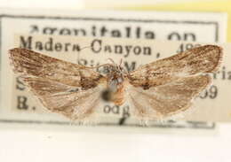 Plancia ëd Menestomorpha oblongata Walsingham 1907