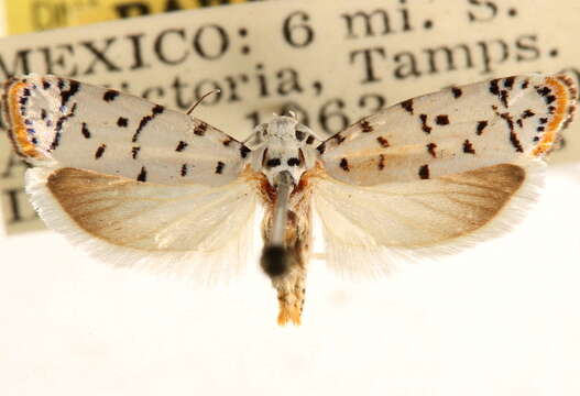 Image of Ethmia davisella Powell 1973