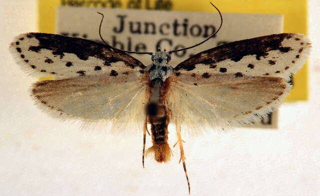 Image of Ethmia hagenella Chambers 1878