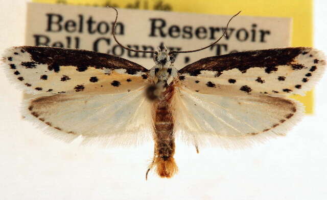 Image of Ethmia hagenella Chambers 1878