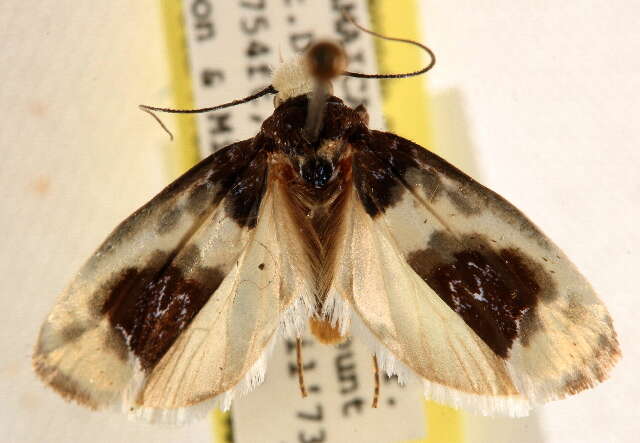 Ethmia nivosella Walker 1864的圖片