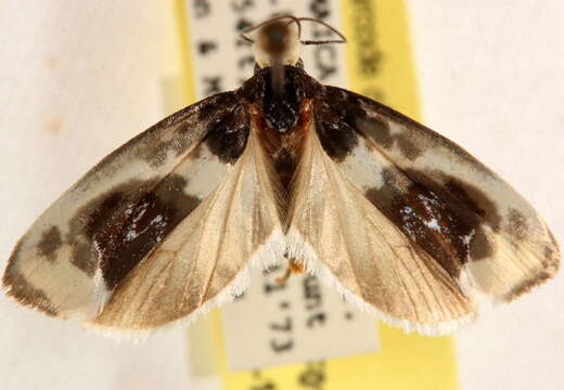 Ethmia nivosella Walker 1864的圖片