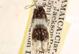 Ethmia nivosella Walker 1864的圖片