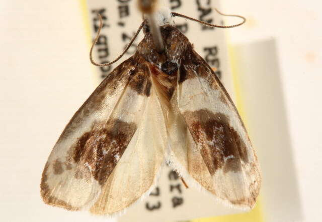 Ethmia nivosella Walker 1864的圖片