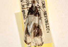 Ethmia nivosella Walker 1864的圖片