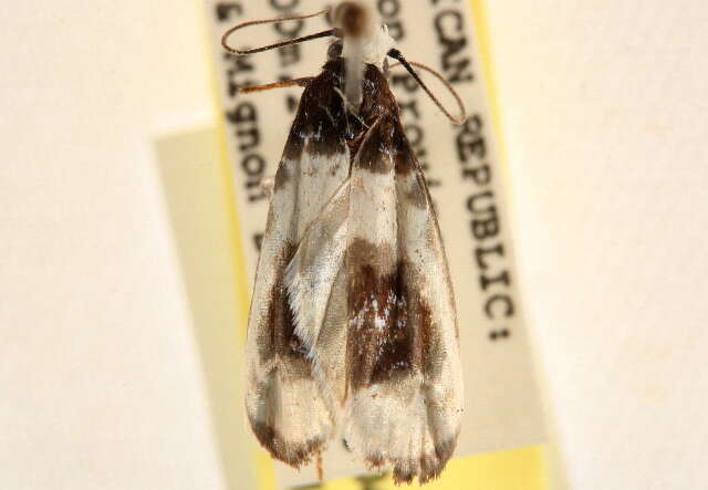 Ethmia nivosella Walker 1864的圖片