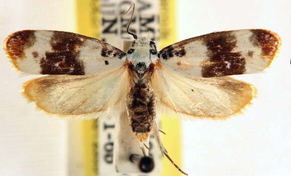 Image of Ethmia phylacis Walsingham 1912