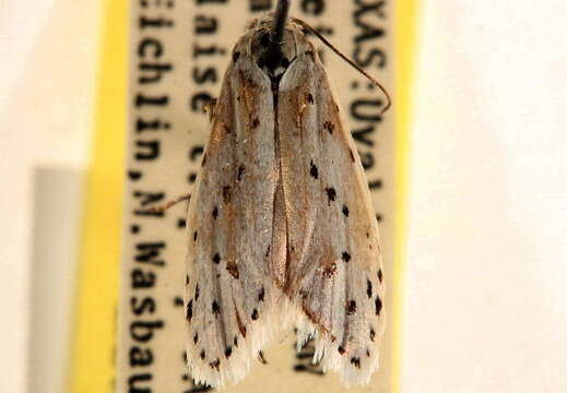 Image of Ethmia prattiella Busck 1915