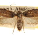 Image of Agonopterix latipalpella Barnes 1920