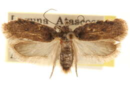 Image of Agonopterix latipalpella Barnes 1920