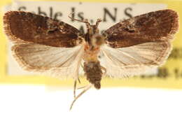 Imagem de Agonopterix lythrella Walsingham 1889