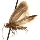 Image of Agonopterix muricolorella Busck 1902