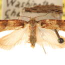 Image of Agonopterix nubiferella Walsingham 1881