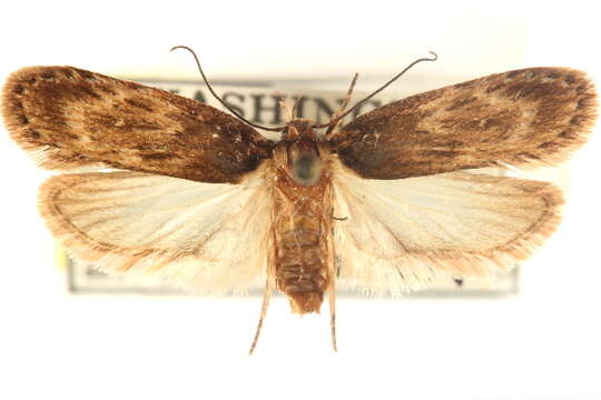 Image of Depressaria angelicivora Clarke 1952