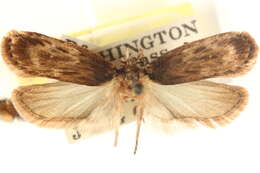 Image of Depressaria angelicivora Clarke 1952