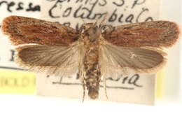 Image of Depressaria cinereocostella Clemens 1863