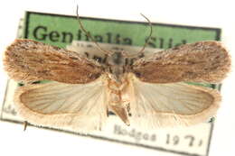 Image of Depressaria cinereocostella Clemens 1863